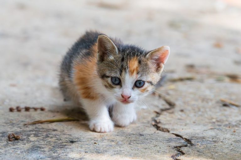Mirage Kitten Malware Hits FinTech, Aviation: What You Need to Know